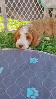 Cc, a male Miniature Goldendoodle for sale in Marysville, CA – 9 of 9