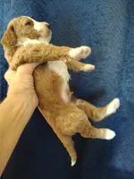 Cc, a male Miniature Goldendoodle for sale in Marysville, CA – 7 of 8