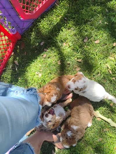 Dotty , a female Miniature Goldendoodle for sale in Marysville, CA – 5 of 6
