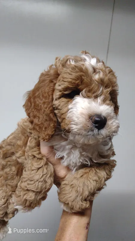 Skippy – Miniature Goldendoodle puppy for sale in Marysville, CA