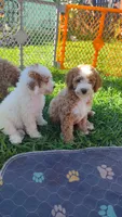 Joey, a male Miniature Goldendoodle for sale in Marysville, CA – 8 of 10