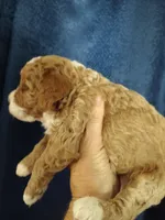 Skippy, a male Miniature Goldendoodle for sale in Marysville, CA – 3 of 5