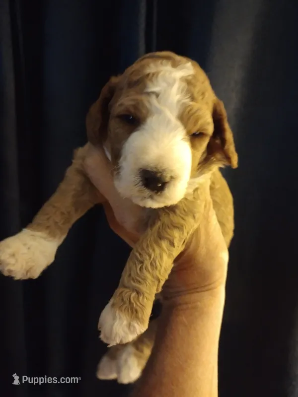 Blaze  – Miniature Goldendoodle puppy on hold in Marysville, CA