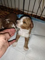 Cc, a male Miniature Goldendoodle for sale in Marysville, CA – 8 of 8