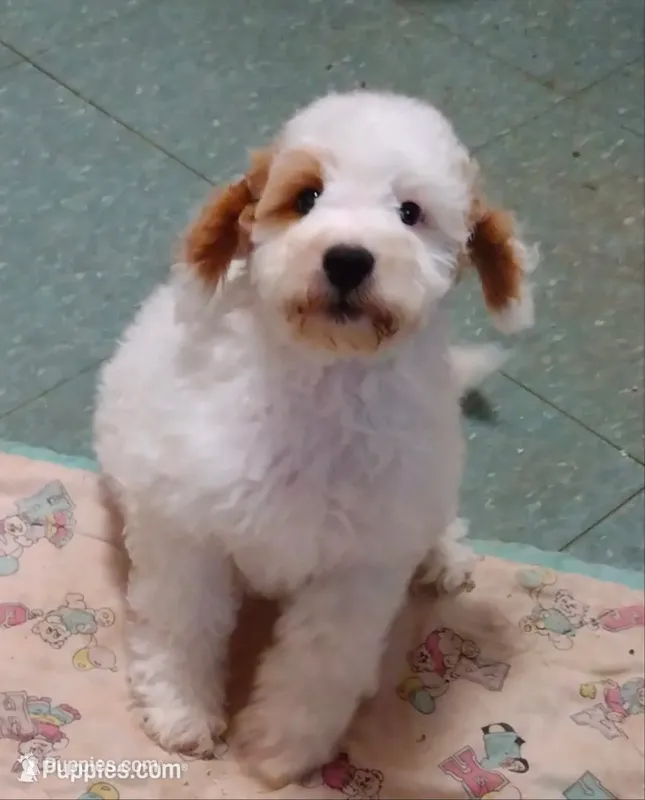 Dotty  – Miniature Goldendoodle puppy for sale in Marysville, CA