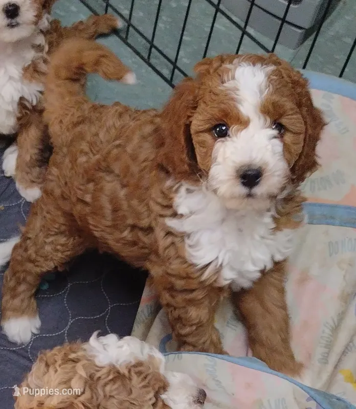 Blaze  – Miniature Goldendoodle puppy for sale in Marysville, CA
