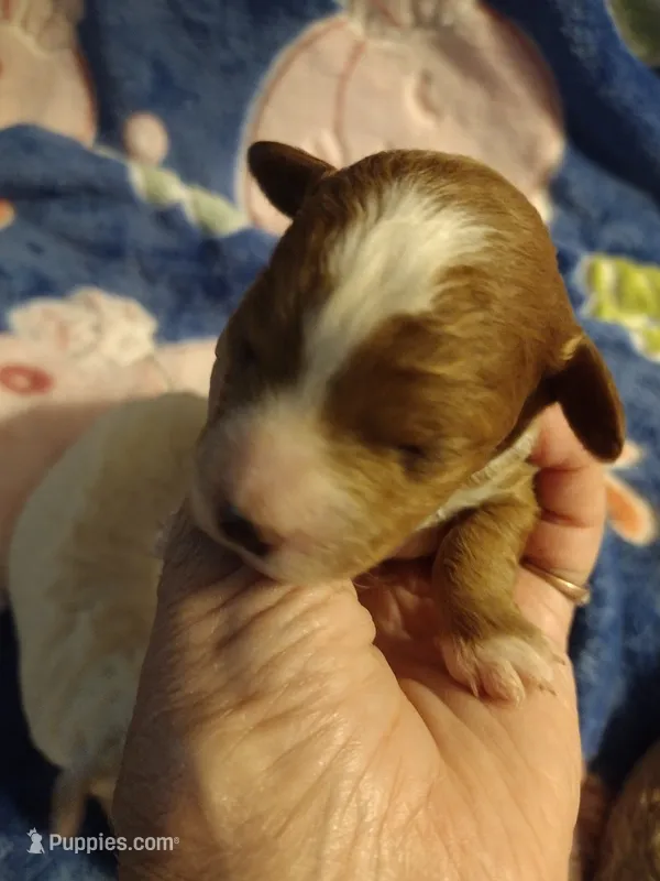 Blaze  – Miniature Goldendoodle puppy for sale in Marysville, CA
