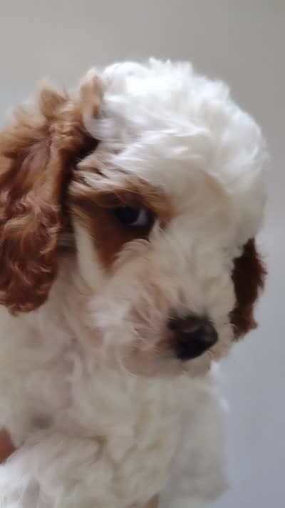 Patch , a male Miniature Goldendoodle for sale in Marysville, CA – 8 of 10