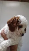 Patch , a male Miniature Goldendoodle for sale in Marysville, CA – 5 of 10