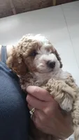 Joey, a male Miniature Goldendoodle for sale in Marysville, CA – 3 of 10