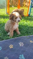 Joey, a male Miniature Goldendoodle for sale in Marysville, CA – 9 of 10