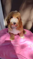 Red girl, a female Poodle - Miniature  and Miniature Goldendoodle for sale in Marysville, CA – Photo 8 of 10
