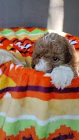 Red girl, a female Poodle - Miniature  and Miniature Goldendoodle for sale in Marysville, CA – Photo 4 of 10