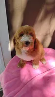 Red girl, a female Poodle - Miniature  and Miniature Goldendoodle for sale in Marysville, CA – Photo 7 of 10