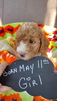 Red girl, a female Poodle - Miniature  and Miniature Goldendoodle for sale in Marysville, CA – Photo 6 of 10