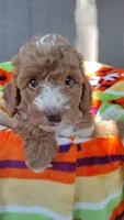 Red girl, a female Poodle - Miniature  and Miniature Goldendoodle for sale in Marysville, CA – Photo 3 of 10