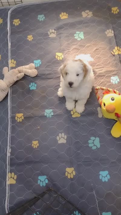 Dotty , a female Miniature Goldendoodle for sale in Marysville, CA – 4 of 6