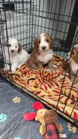 Cc, a male Miniature Goldendoodle for sale in Marysville, CA – 5 of 9