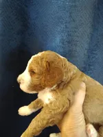 Cc, a male Miniature Goldendoodle for sale in Marysville, CA – 3 of 8