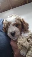 Joey, a male Miniature Goldendoodle for sale in Marysville, CA – 4 of 10