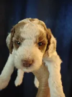Jake, a male Miniature Goldendoodle for sale in Marysville, CA – 5 of 10