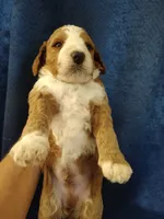 Cc, a male Miniature Goldendoodle for sale in Marysville, CA – 2 of 8