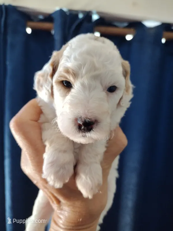 Dotty  – Miniature Goldendoodle puppy for sale in Marysville, CA