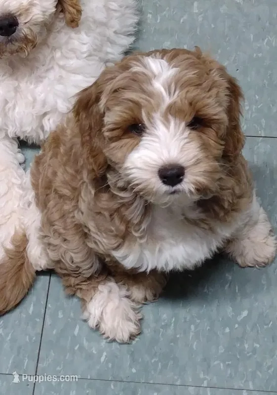 Jewel  – Miniature Goldendoodle puppy for sale in Marysville, CA