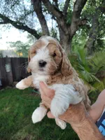 Jewel , a female Miniature Goldendoodle for sale in Marysville, CA – Photo 1 of 8
