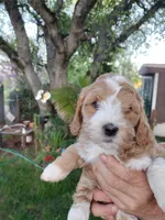 Jewel , a female Miniature Goldendoodle for sale in Marysville, CA – Photo 7 of 8
