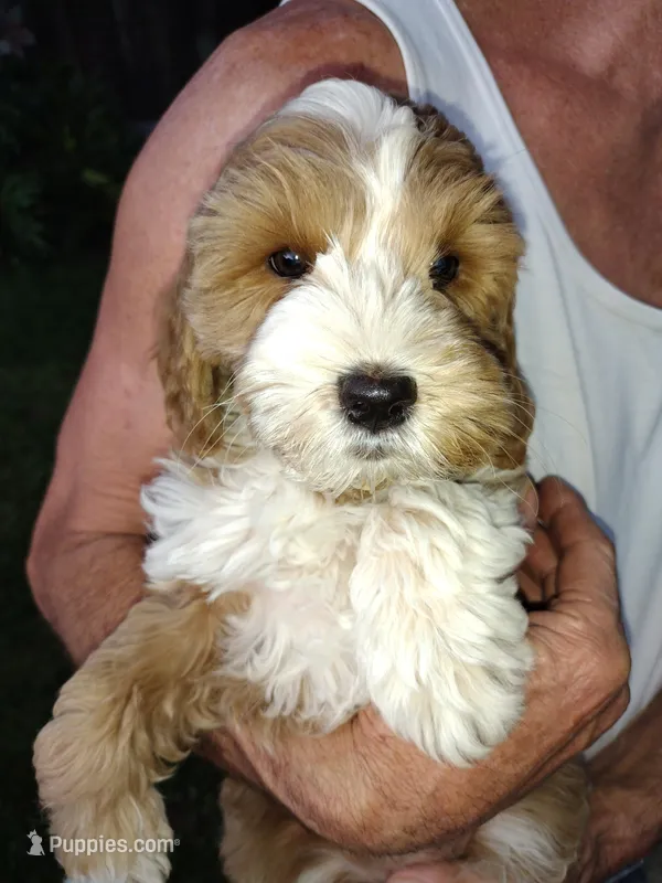 Jewel  – Miniature Goldendoodle puppy for sale in Marysville, CA