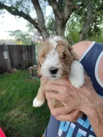 Jewel , a female Miniature Goldendoodle for sale in Marysville, CA – Photo 8 of 8