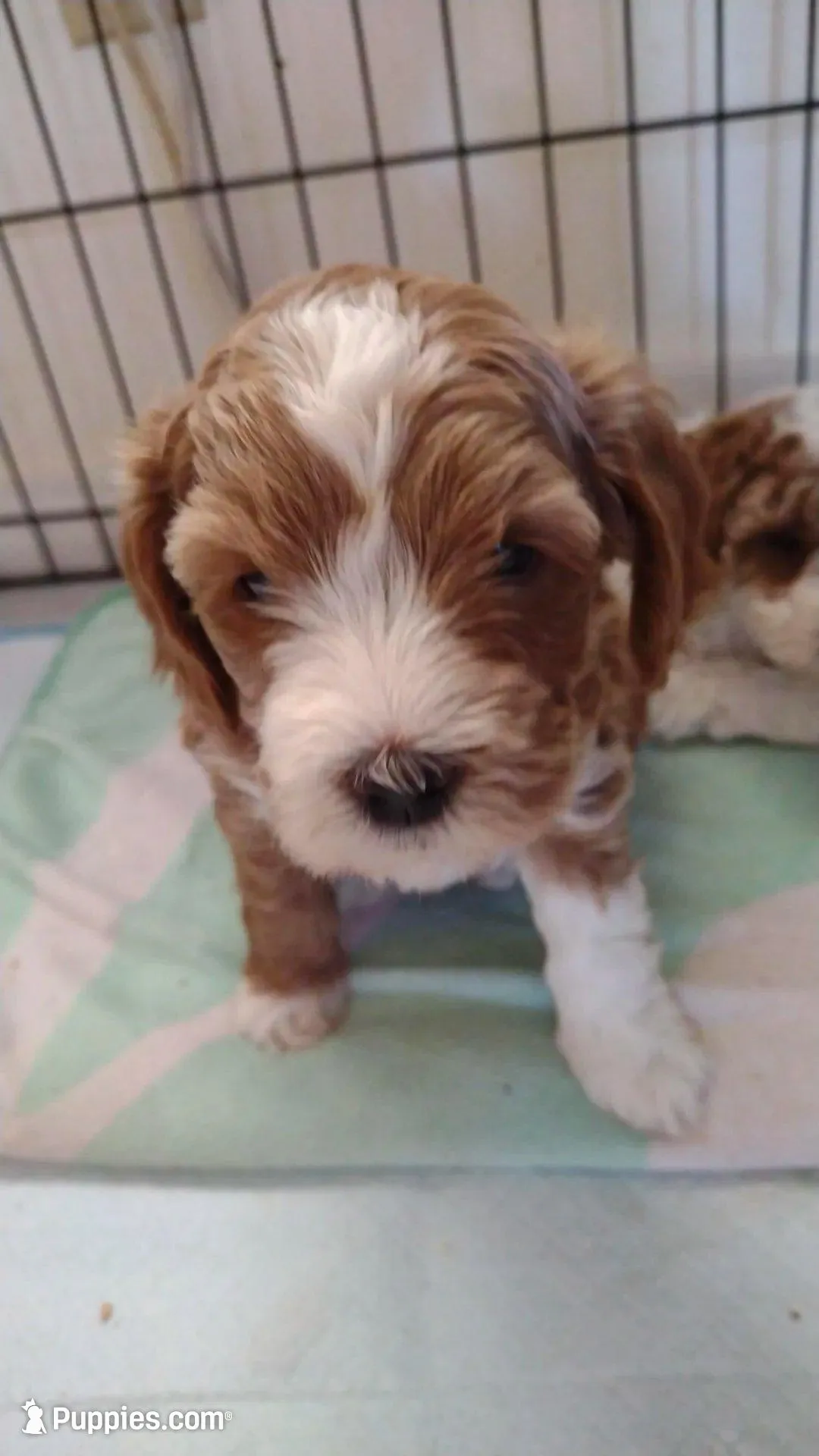 Jewel  – Miniature Goldendoodle puppy for sale in Marysville, CA