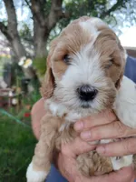 Jewel , a female Miniature Goldendoodle for sale in Marysville, CA – Photo 4 of 4