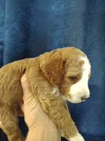 Cc, a male Miniature Goldendoodle for sale in Marysville, CA – 4 of 8