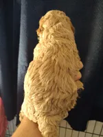Joey, a male Miniature Goldendoodle for sale in Marysville, CA – 4 of 4