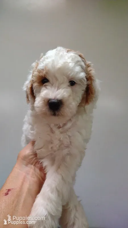 Dotty  – Miniature Goldendoodle puppy for sale in Marysville, CA