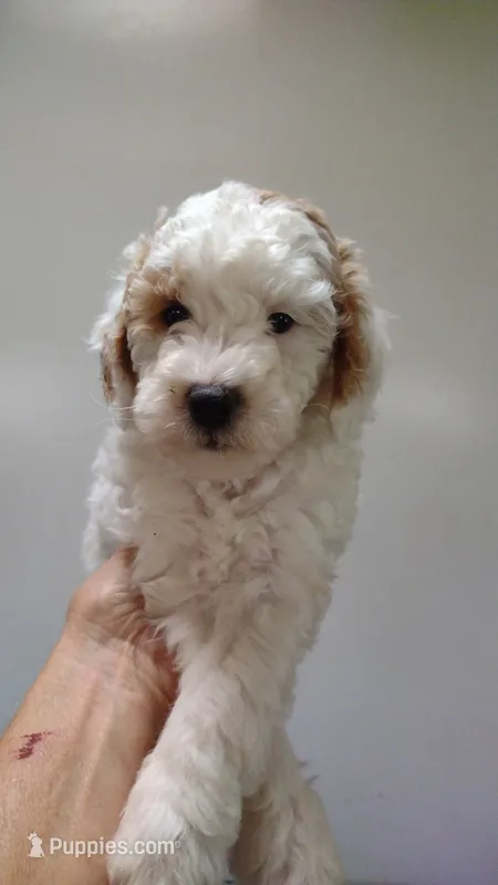 Dotty  – Miniature Goldendoodle puppy for sale in Marysville, CA
