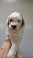 Dotty , a female Miniature Goldendoodle for sale in Marysville, CA – 1 of 6