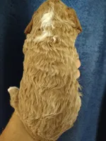 Skippy, a male Miniature Goldendoodle for sale in Marysville, CA – 5 of 5