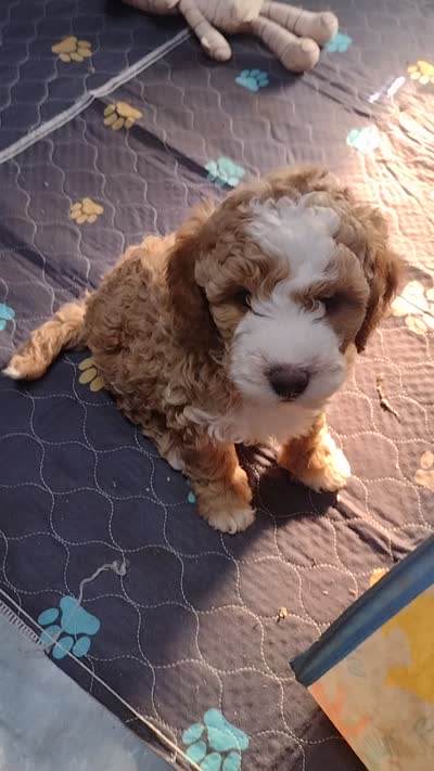 Joey, a male Miniature Goldendoodle for sale in Marysville, CA – 10 of 10