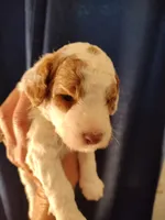 Jake, a male Miniature Goldendoodle for sale in Marysville, CA – 2 of 2