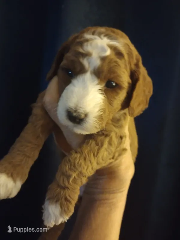 Blaze  – Miniature Goldendoodle puppy for sale in Marysville, CA