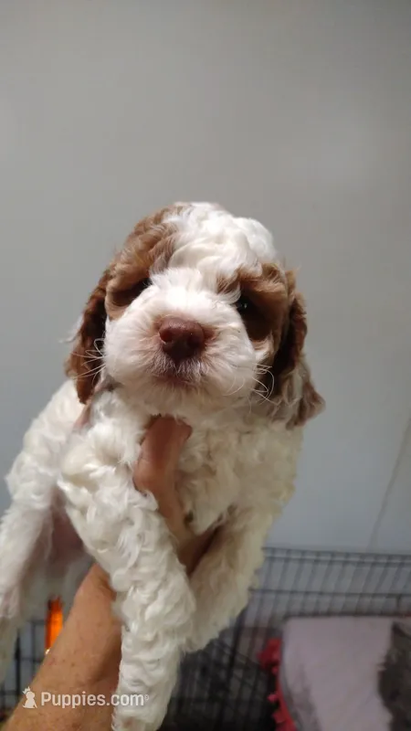 Jake – Miniature Goldendoodle puppy for sale in Marysville, CA