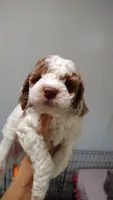 Jake, a male Miniature Goldendoodle for sale in Marysville, CA – 1 of 10
