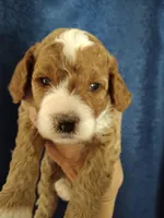 Skippy, a male Miniature Goldendoodle for sale in Marysville, CA – 2 of 5