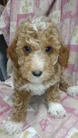 Christmas, a female Miniature Goldendoodle for sale in Marysville, CA – Photo 5 of 8