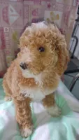 Christmas, a female Miniature Goldendoodle for sale in Marysville, CA – Photo 3 of 8