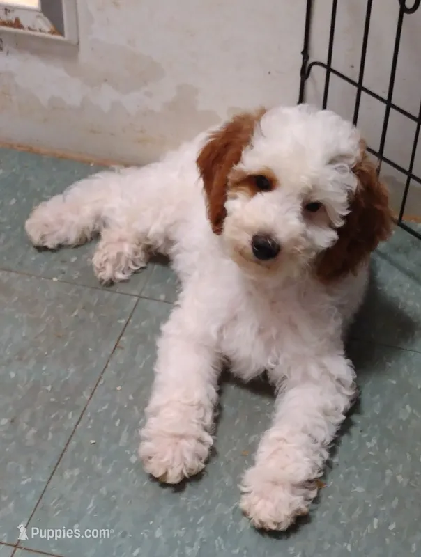 Patch  – Miniature Goldendoodle puppy for sale in Marysville, CA