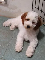 Patch , a male Miniature Goldendoodle for sale in Marysville, CA – 1 of 10